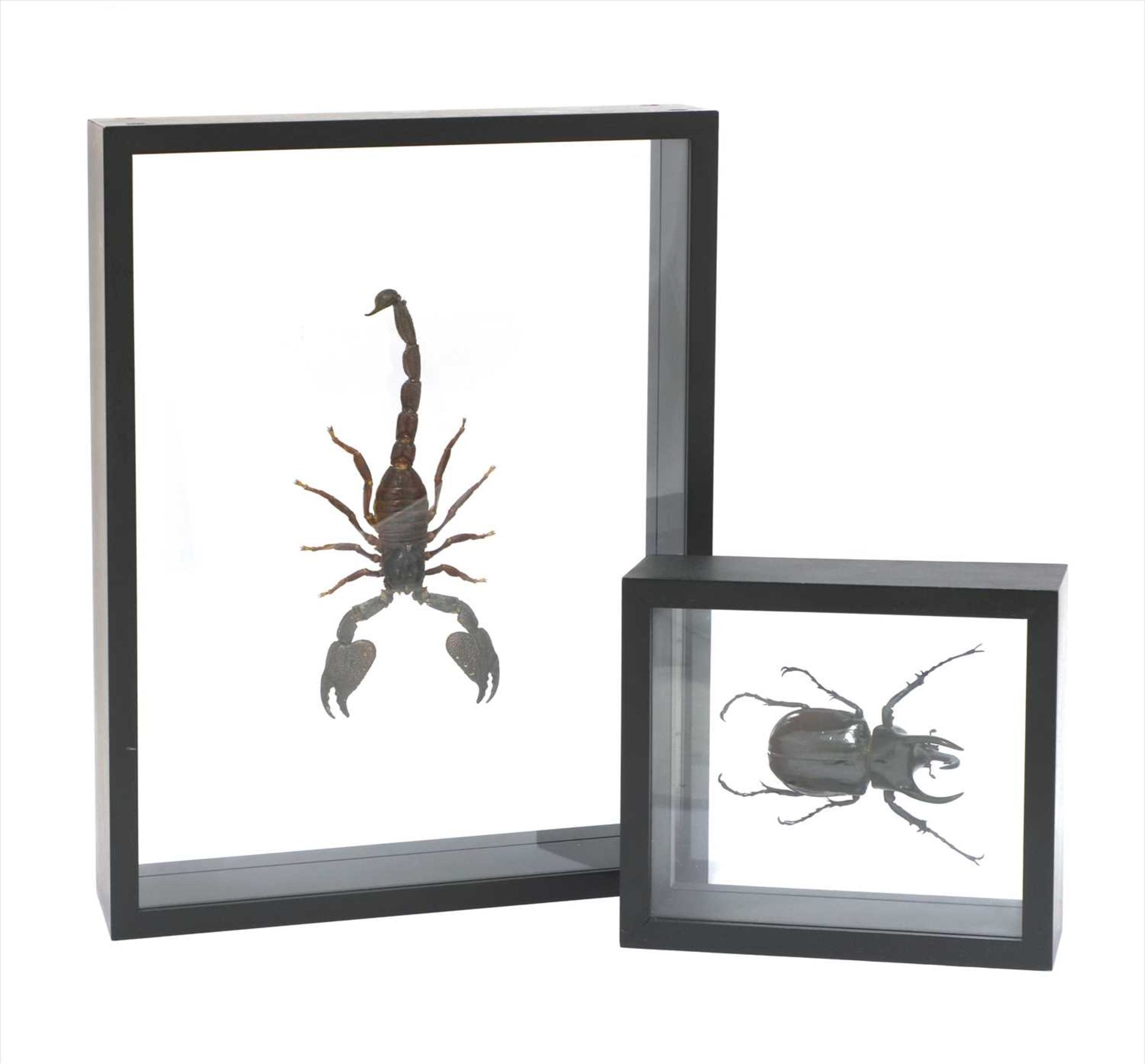 Taxidermy: A scorpion and a giant beetle,