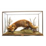 A taxidermy red fox (vulpes vulpes),