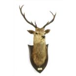 A taxidermy stag's head,