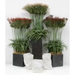 A pair of faux Papyrus grass in planters