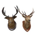 A taxidermy red deer head mount,