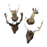 Four taxidermy deer head trophies,