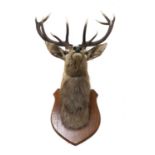 A twelve point stag's head trophy,