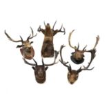 A collection of five taxidermy deer head mounts,