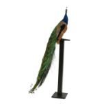 Taxidermy - An Indian blue peacock, stuffed and mounted, on an ebonised stand, 195cm high