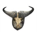 Taxidermy: Cape Buffalo (Syncerus caffer caffer),