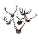 A collection of six antler trophies