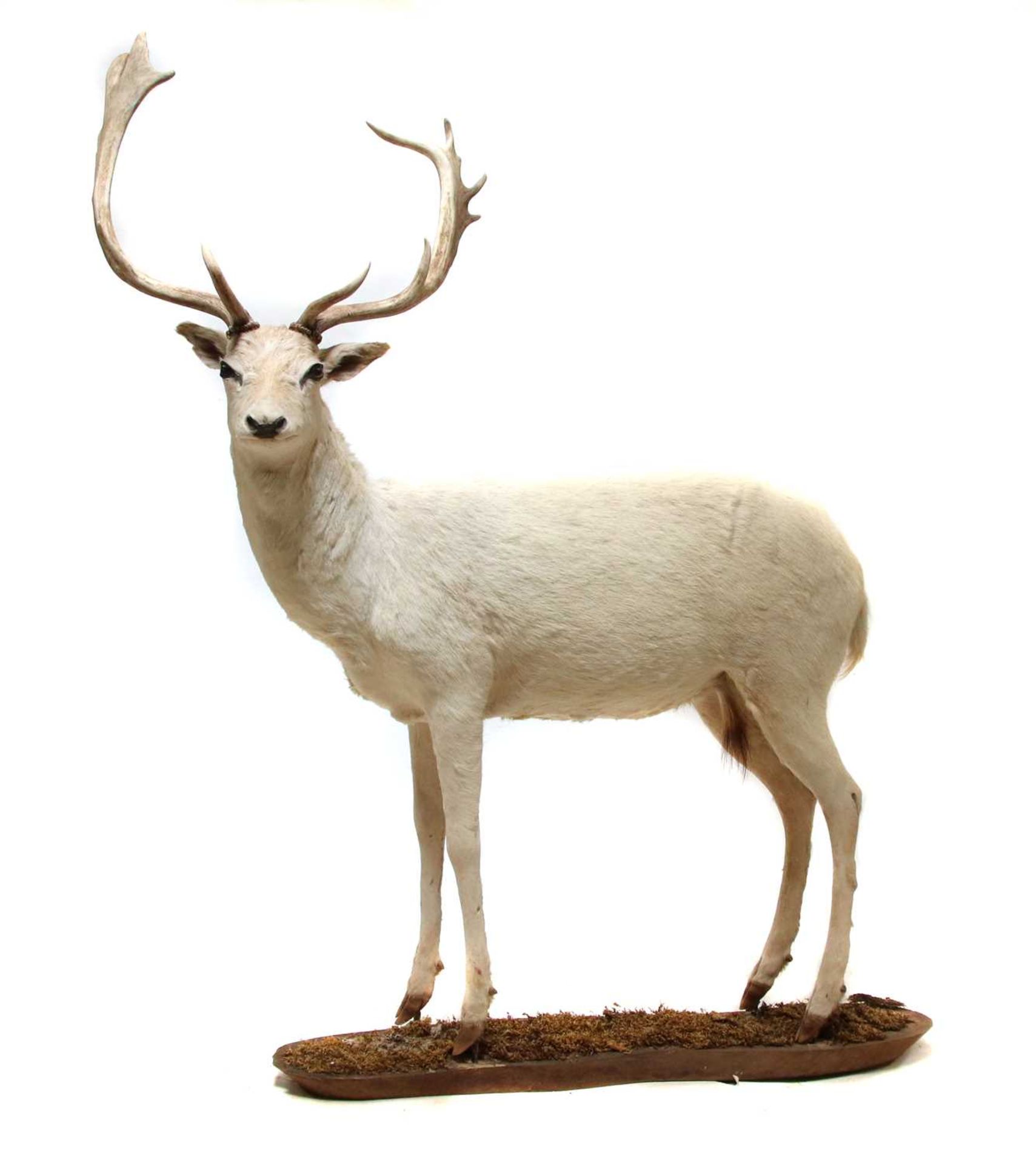 A taxidermy specimen of a standing white 'Judas' fallow deer,