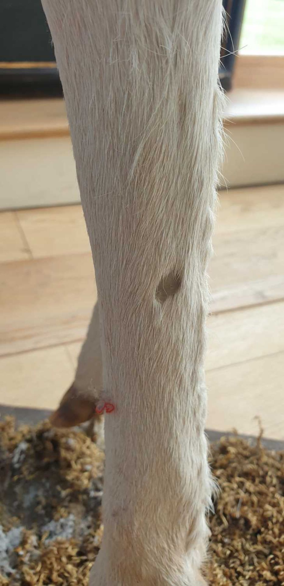 A taxidermy specimen of a standing white 'Judas' fallow deer, - Bild 3 aus 11