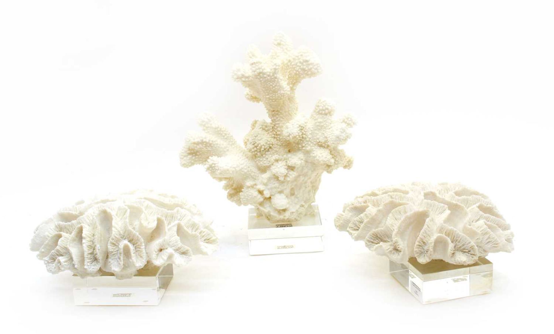 A collection of mounted faux coral on glass stands