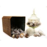 A clear glass vase and cover filled with seashells,