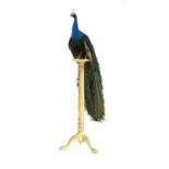 Taxidermy - A green winged peacock,