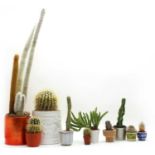 Twenty five cactus and succulent plants in pots,