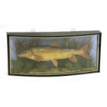 A taxidermy barbel by J Cooper & Sons,