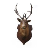 A taxidermy reindeer,