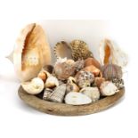 A large collection of exotic seashells,
