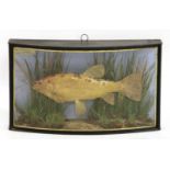 A taxidermy golden tench by J Cooper & Sons,