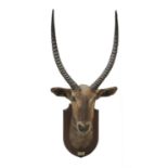 A large sing-sing waterbuck trophy head,