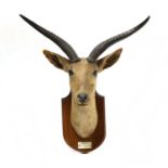 A bohor reedbuck trophy head,