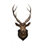 A large red deer trophy head by Rowland Ward,
