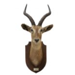 A white-eared kob trophy head,