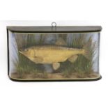 A taxidermy chub by J Cooper & Sons,