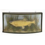 A taxidermy chub by J Cooper & Sons,