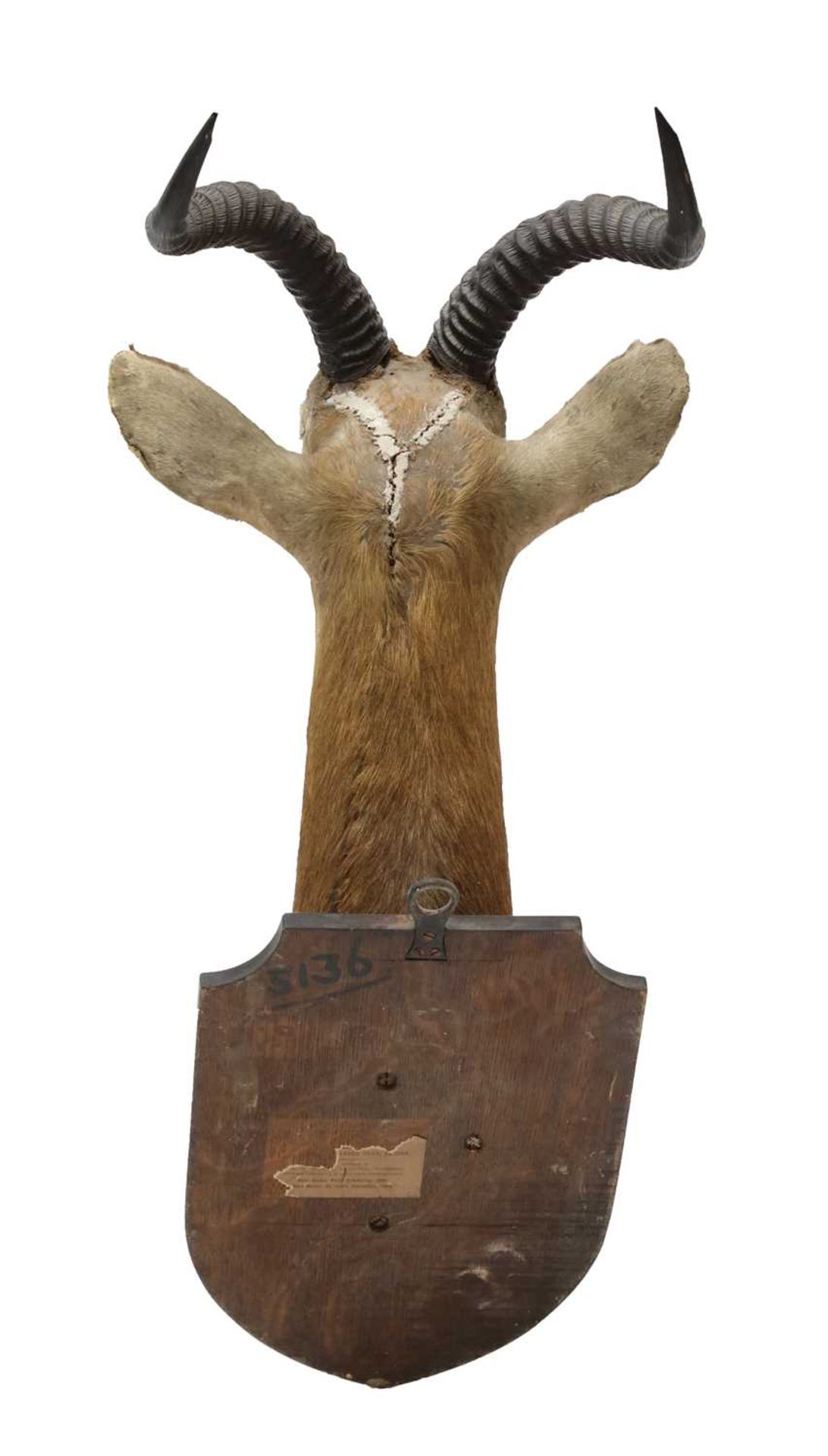 A white-eared kob trophy head, - Bild 2 aus 2