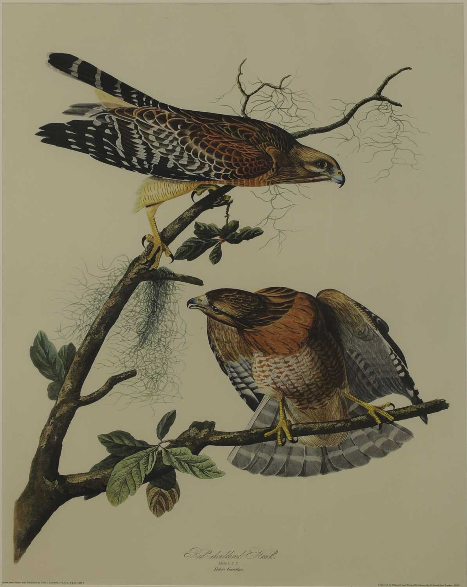 After John James Audubon - Image 2 of 7
