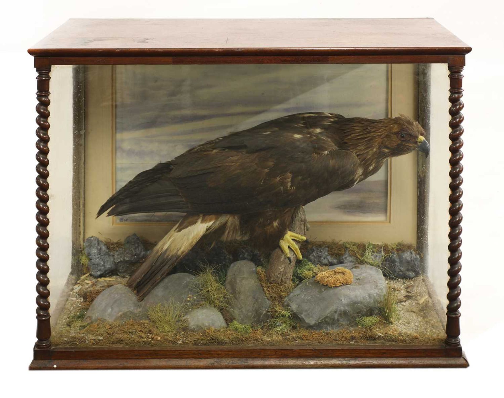 Taxidermy: a cased golden eagle (Aquila chrysaetos)