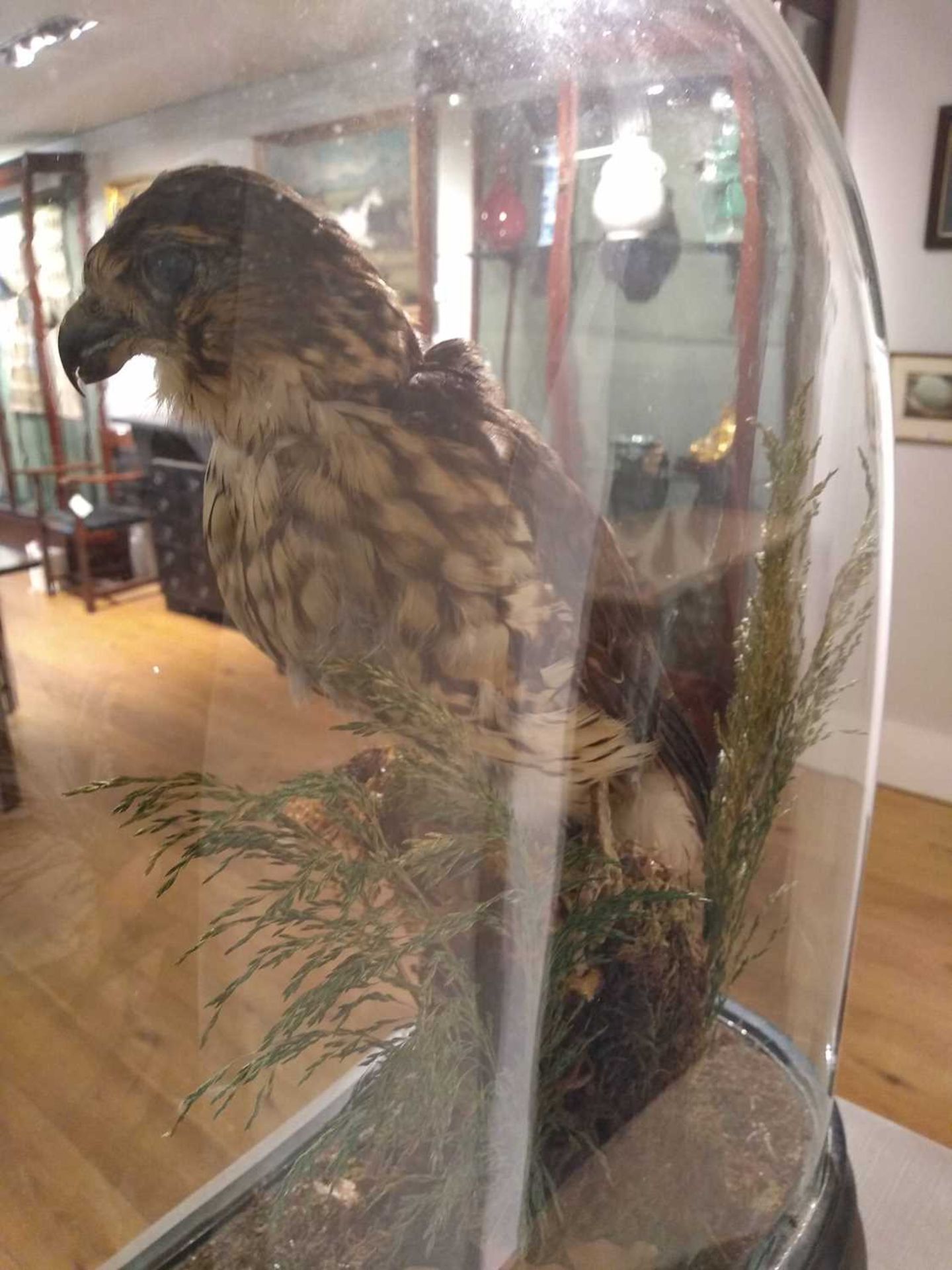 Taxidermy: merlin (Falco columbarius) - Image 7 of 7