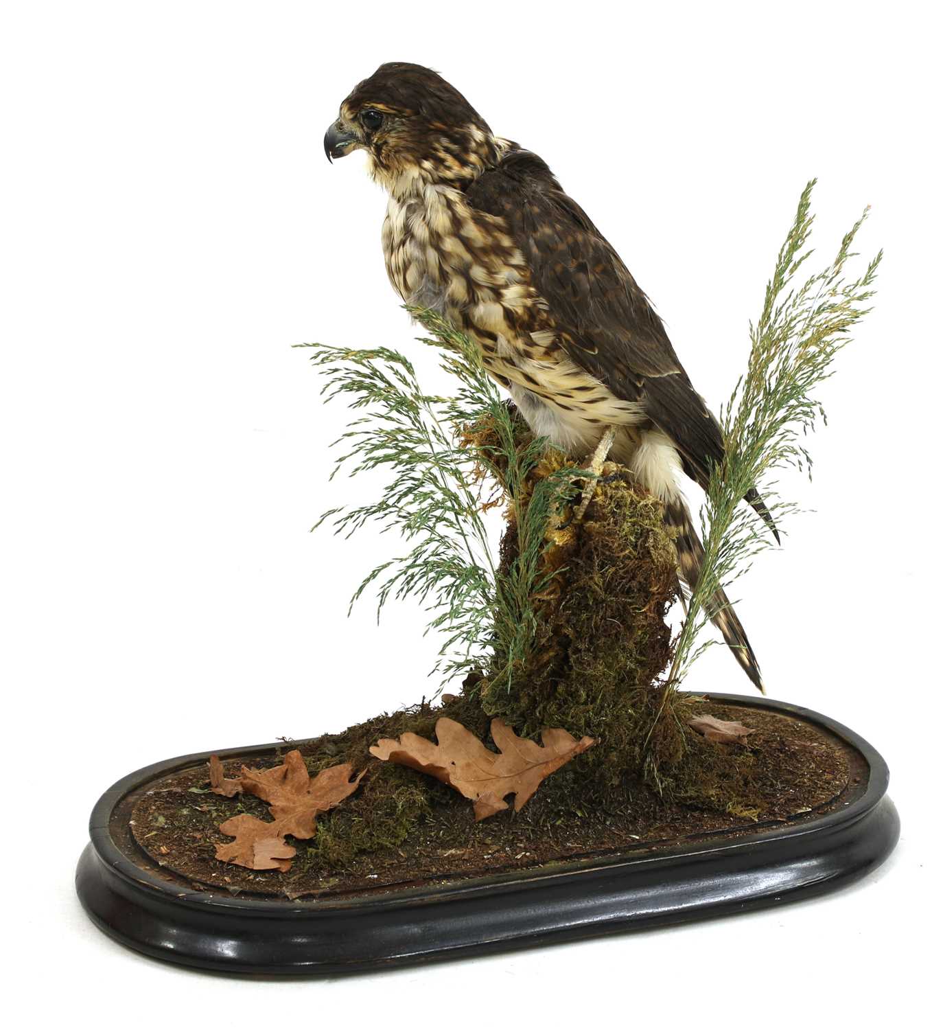 Taxidermy: merlin (Falco columbarius) - Bild 2 aus 7