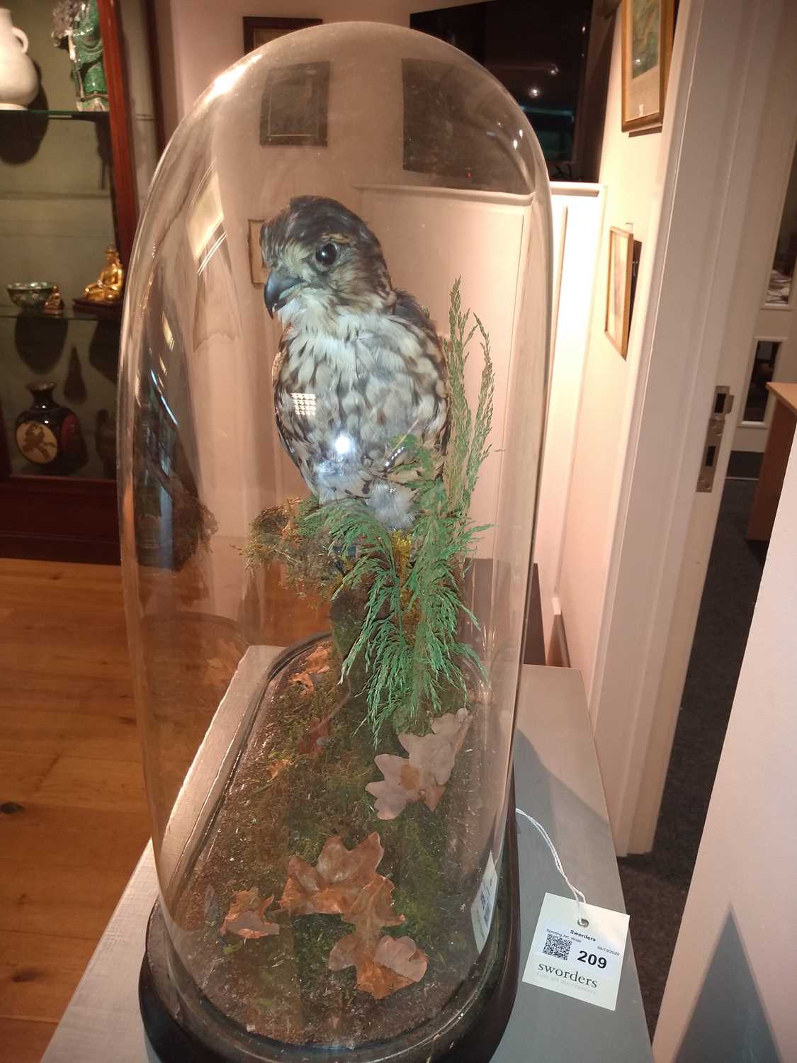 Taxidermy: merlin (Falco columbarius) - Bild 3 aus 7