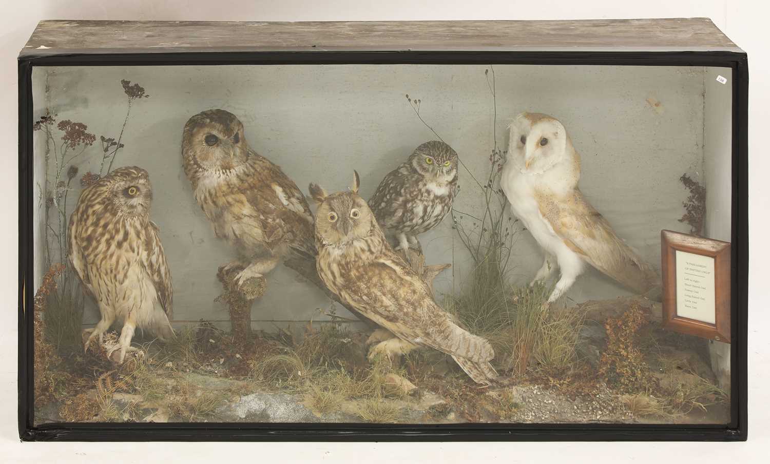 Taxidermy: a cased parliament of owls