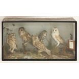 Taxidermy: a cased parliament of owls