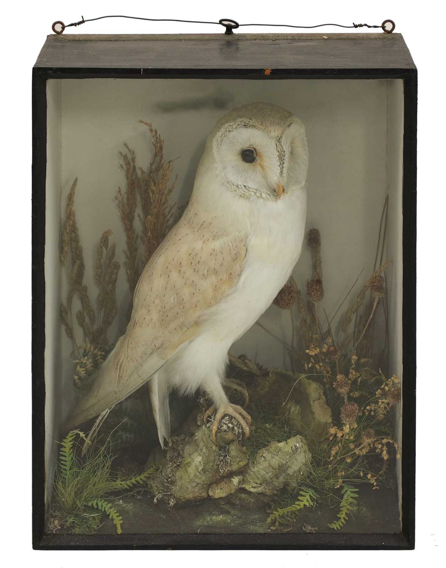 Taxidermy: a cased barn owl (Tyto alba)