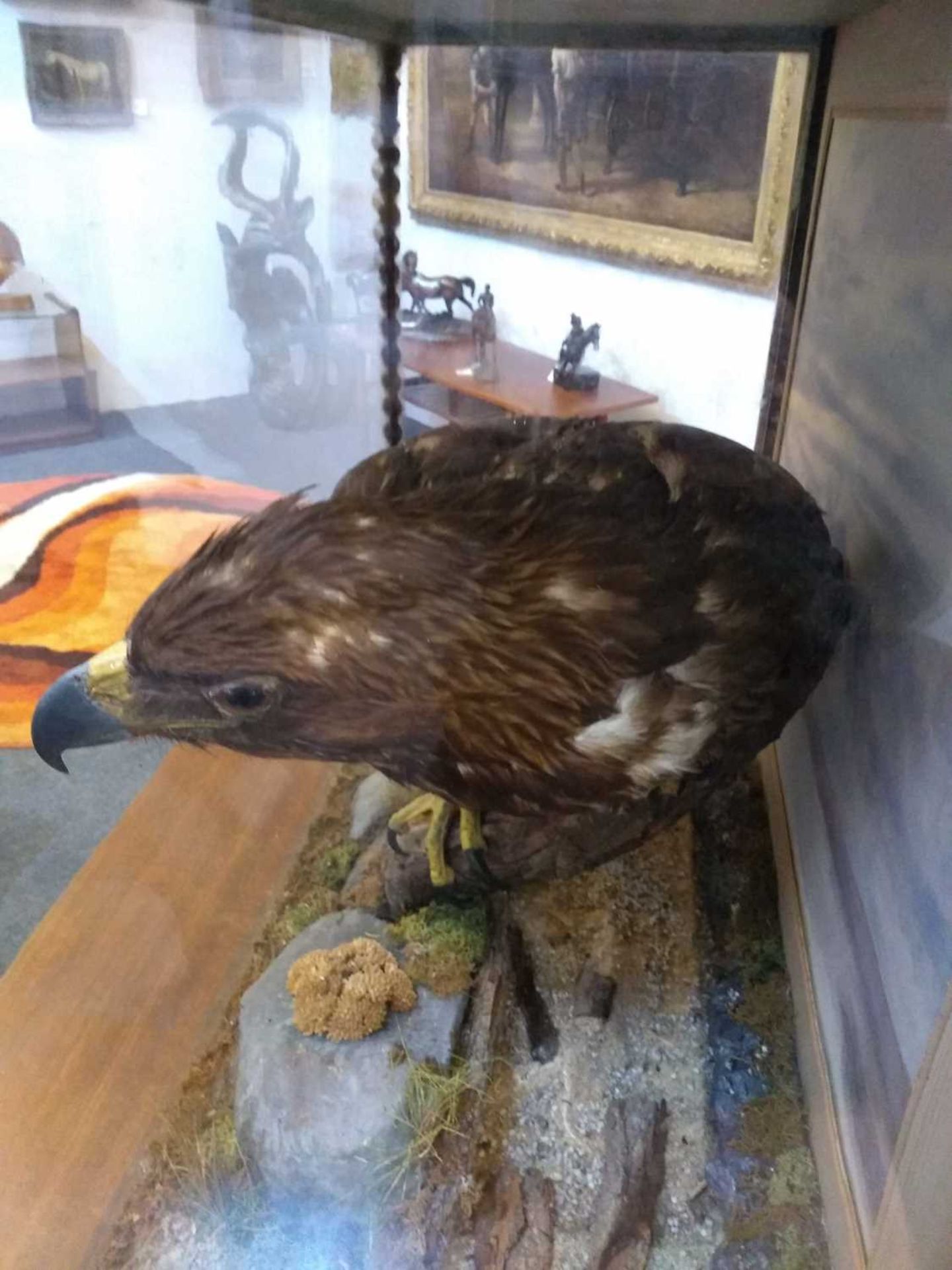 Taxidermy: a cased golden eagle (Aquila chrysaetos) - Image 6 of 6