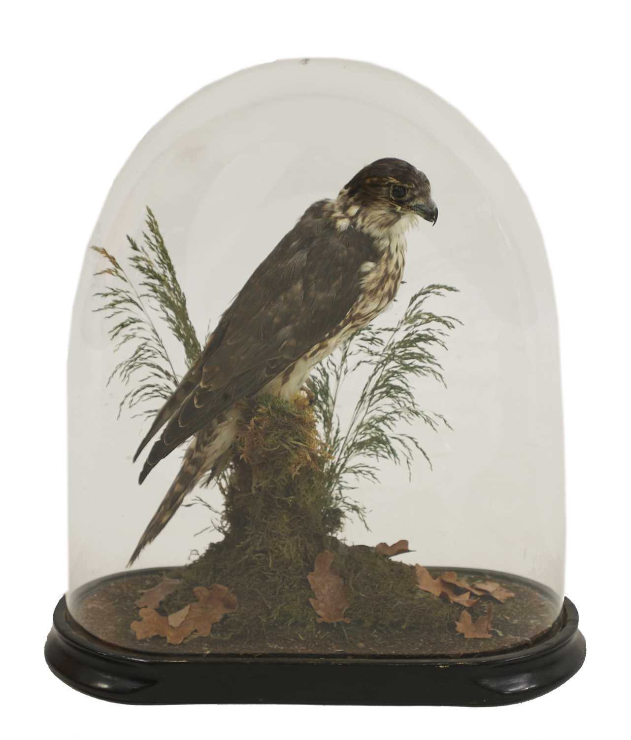 Taxidermy: merlin (Falco columbarius)