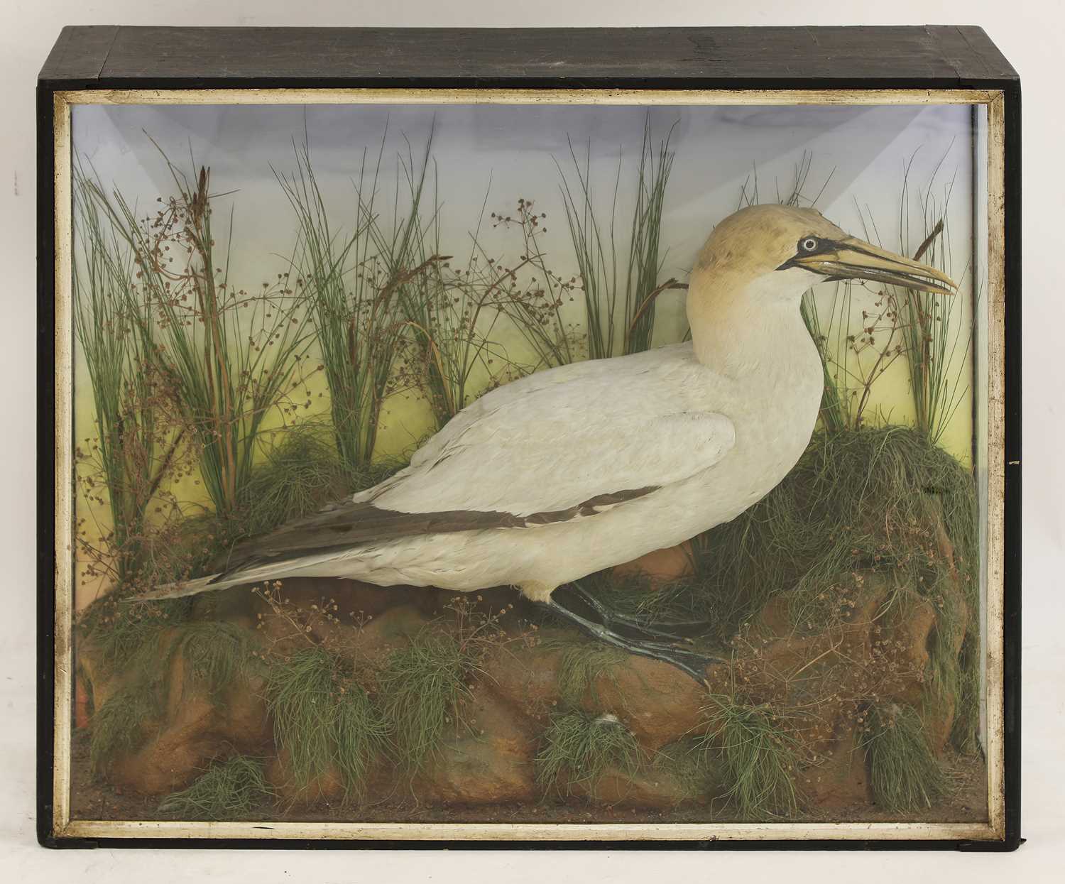 Taxidermy: a cased Northern gannet (Sula bassana)