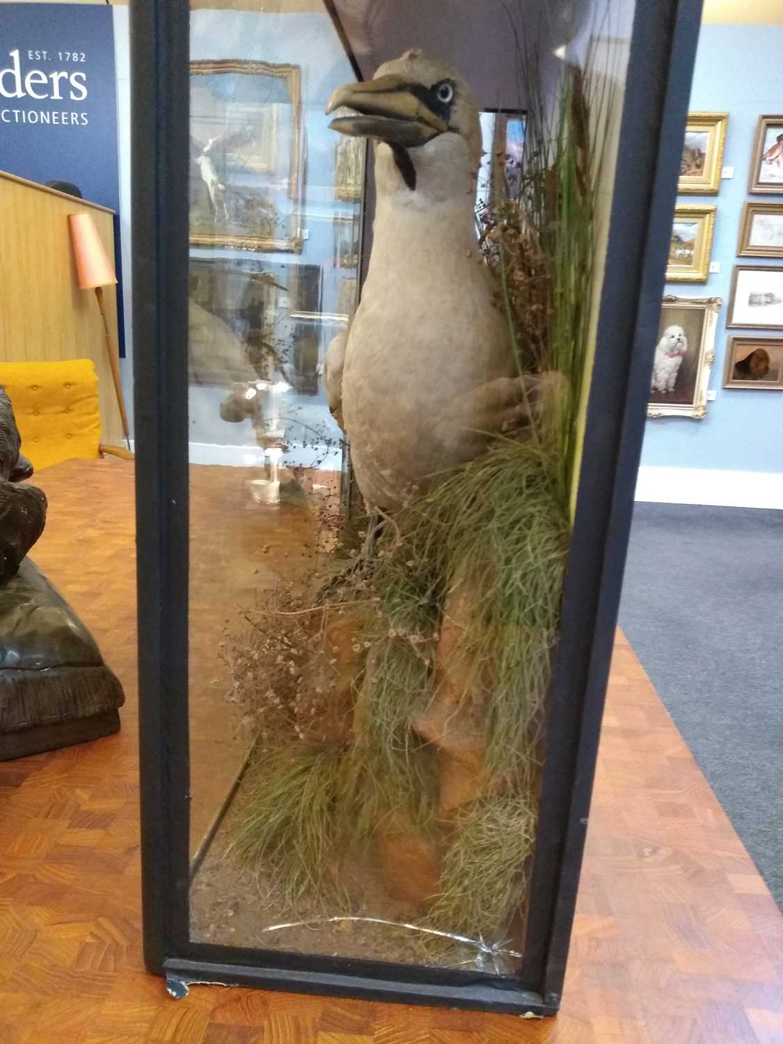 Taxidermy: a cased Northern gannet (Sula bassana) - Bild 3 aus 5