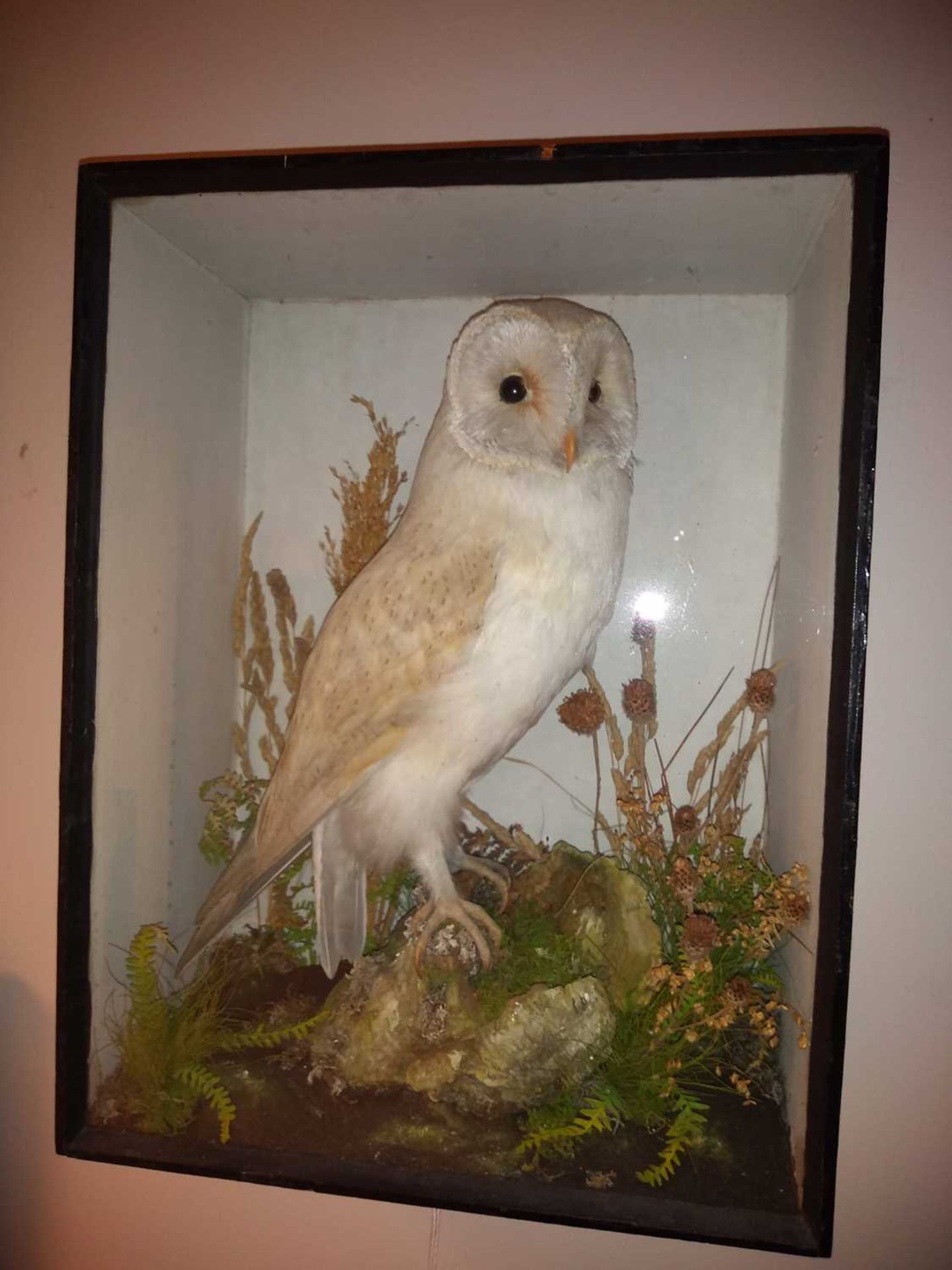 Taxidermy: a cased barn owl (Tyto alba) - Image 3 of 3