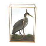 A stuffed and mounted Heron,