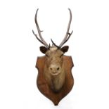 A stag's head trophy,
