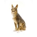 A Copenhagen porcelain model of an Alsatian