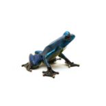 A Tim Cotterill 'Frogman' bronze frog, 'Dodger'