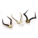 Six pairs of various horns