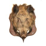 A taxidermy of a boar's head,