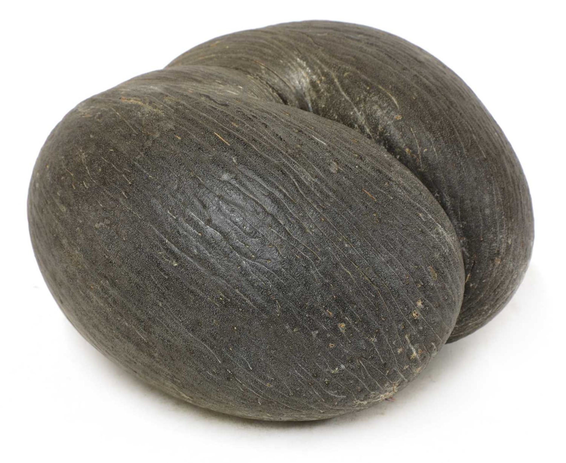 A sea coconut or coco de mer,
