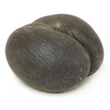 A sea coconut or coco de mer,