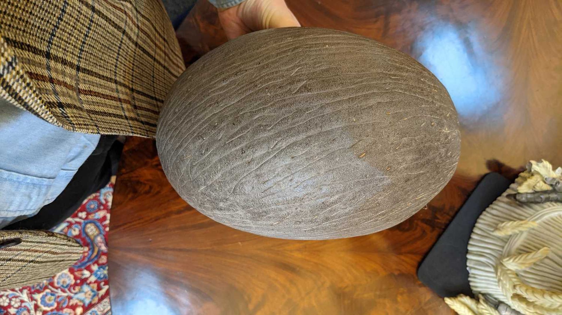 A sea coconut or coco de mer, - Image 6 of 6